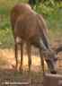 1722deer