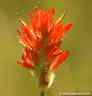 1842paintbrush