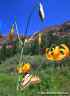 rvp0918btrfly