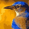 Blue Jay