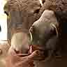 Burros