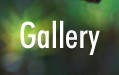 Photo Gallery
