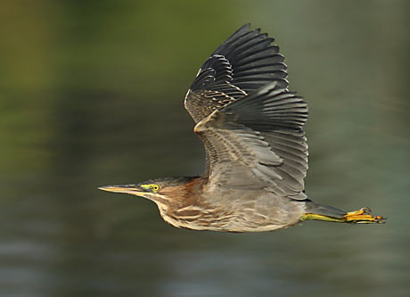 Green Heron