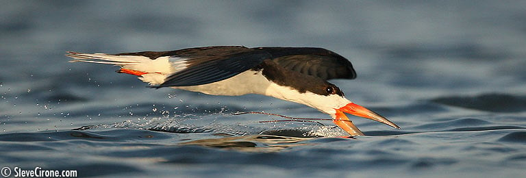 Black Skimmer