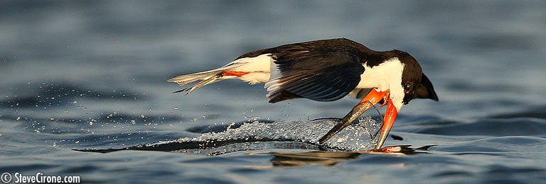 Black Skimmer