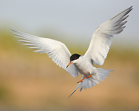 Tern