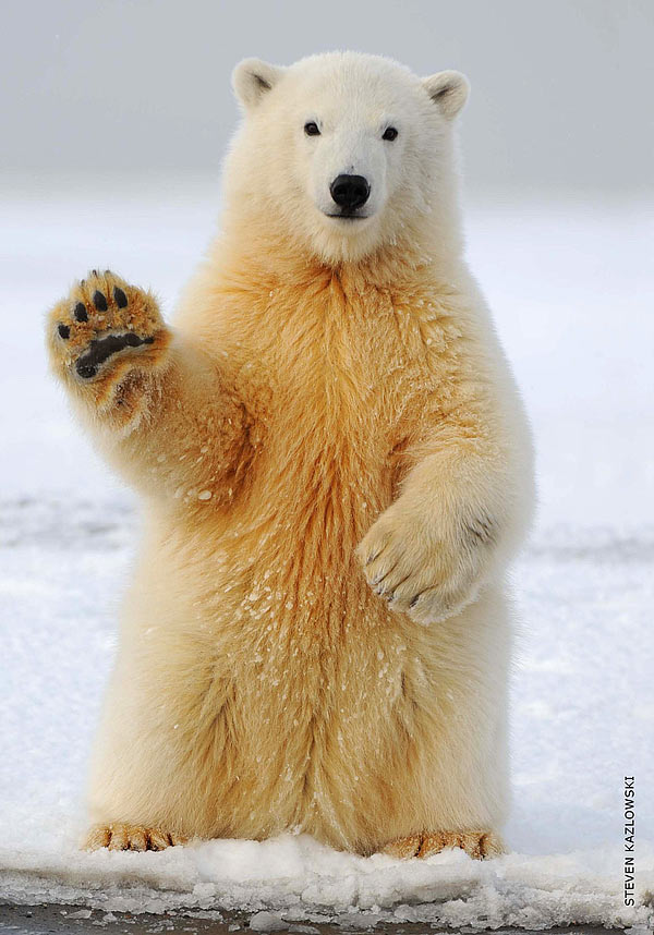 Polart Bear