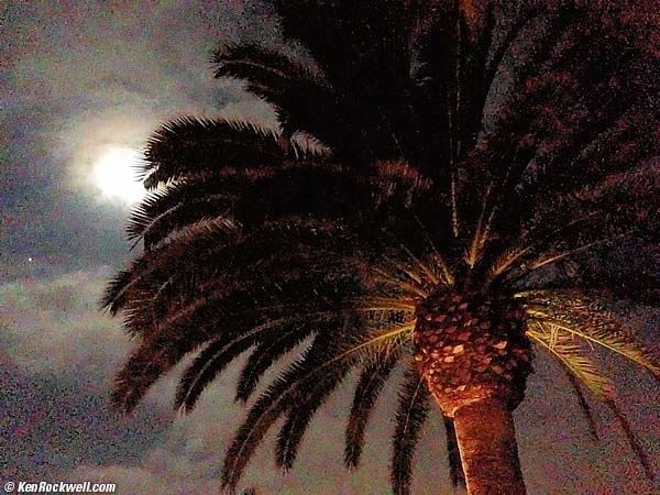 Palm in moonlight with Jupiter