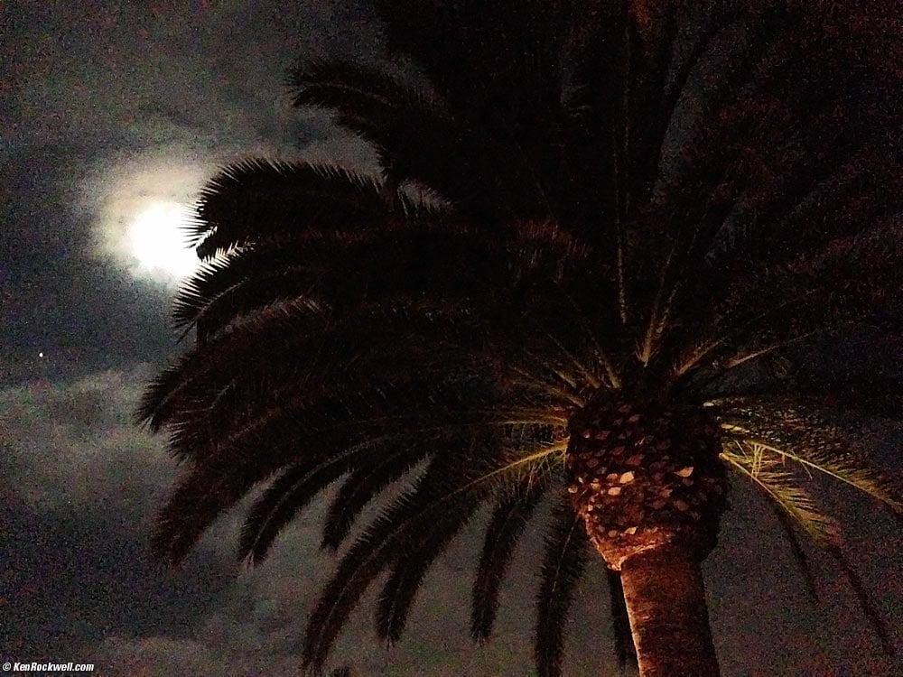 Palm by moonlight, 27 November 2012