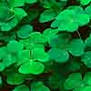Clover, Santa Barbara