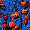 persimmons