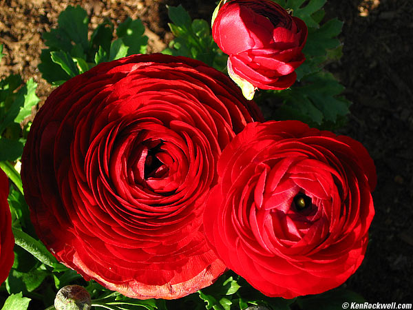 Ranunculus