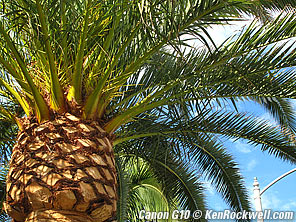 Canon G10