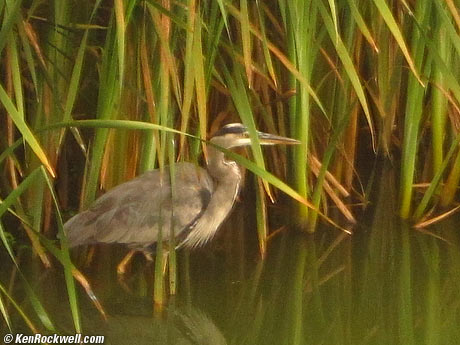 Great Blue Heron