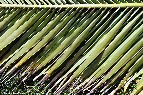 Palm 14 Jan 2013