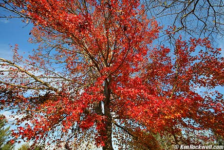 Red Fall Tree