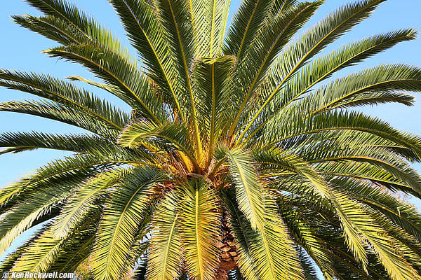 Palm, RP, 11 April 2015