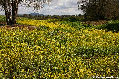 Rancho Sante Fe Mustard