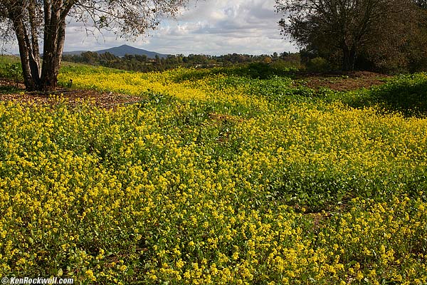 Rancho Santa Fe Mustard