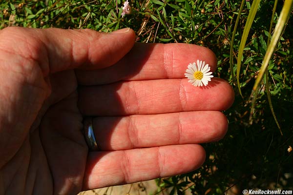 Teeny flower