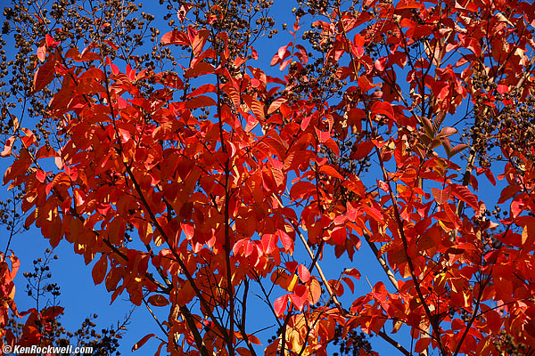 Red Tree