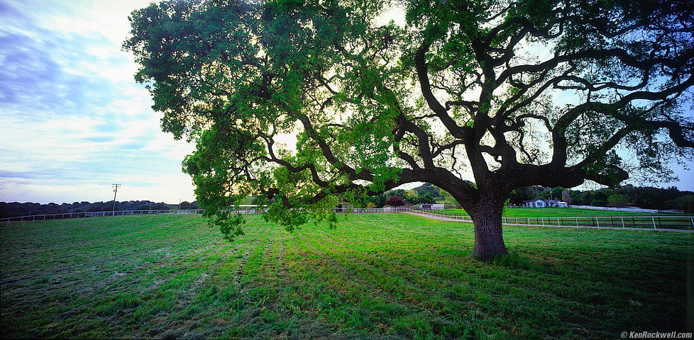 Oak, Santa Barbara