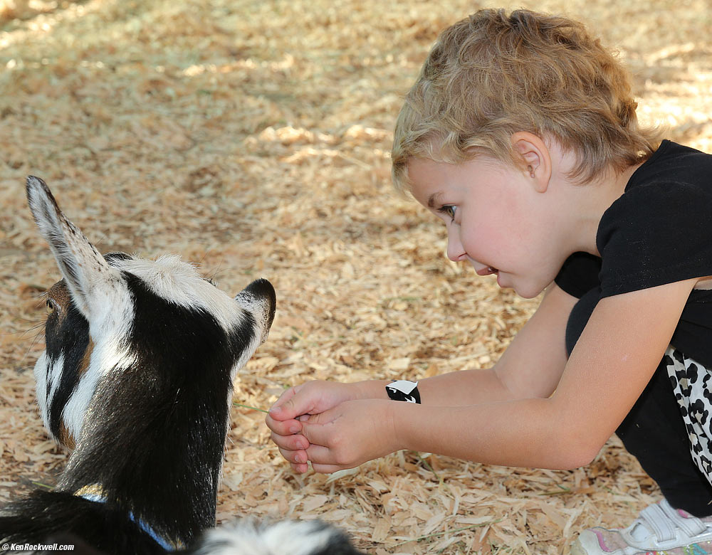 Katie feeding the goat.