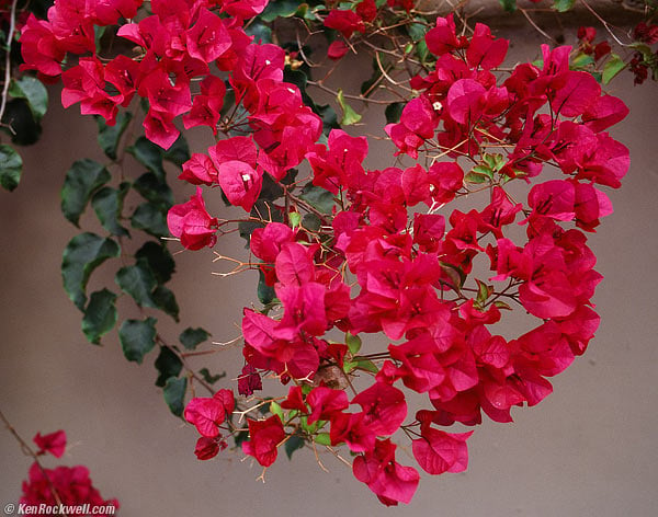 bougainvillea on Kodak E100G Ektachrome