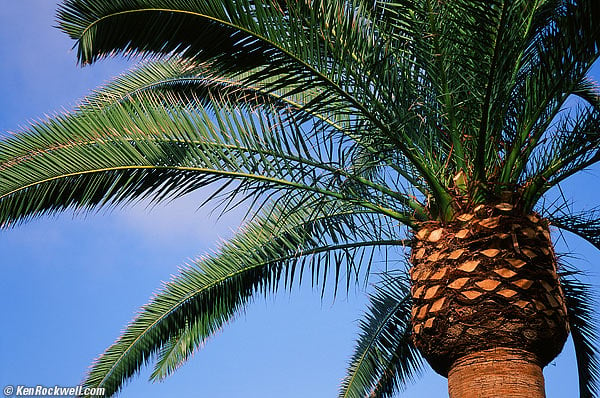 Palm