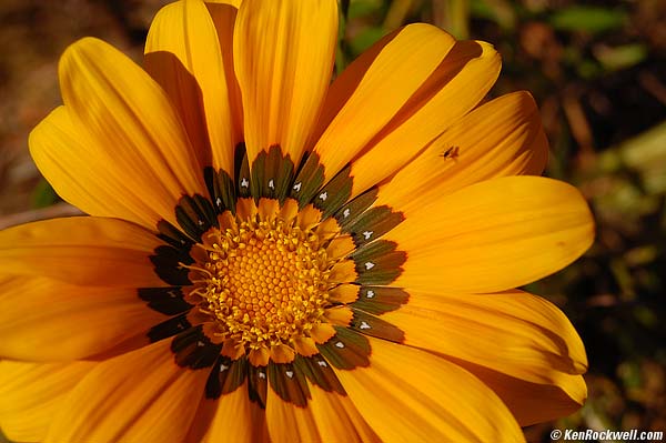 Gazania