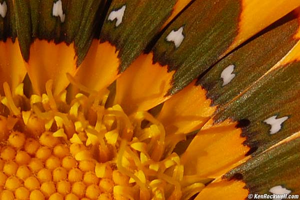 Gazania