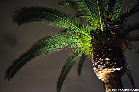 Night Palm