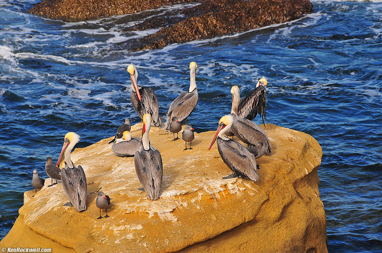 Pelicans, Children's Pool, La Jolla, California.