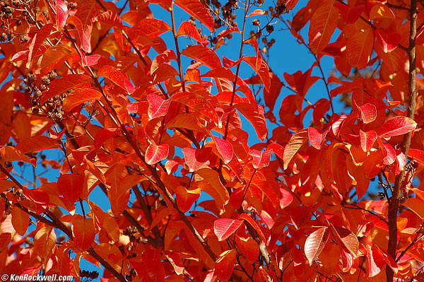 Red Tree