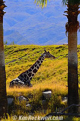 Giraffe Tanzania