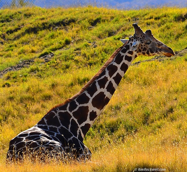 Giraffe