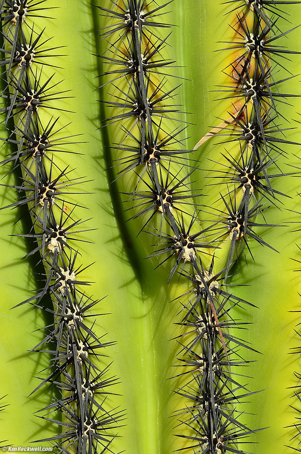 Cactus, Palm Desert Sun City