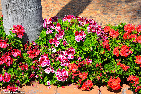 Pole Lady's Flowers