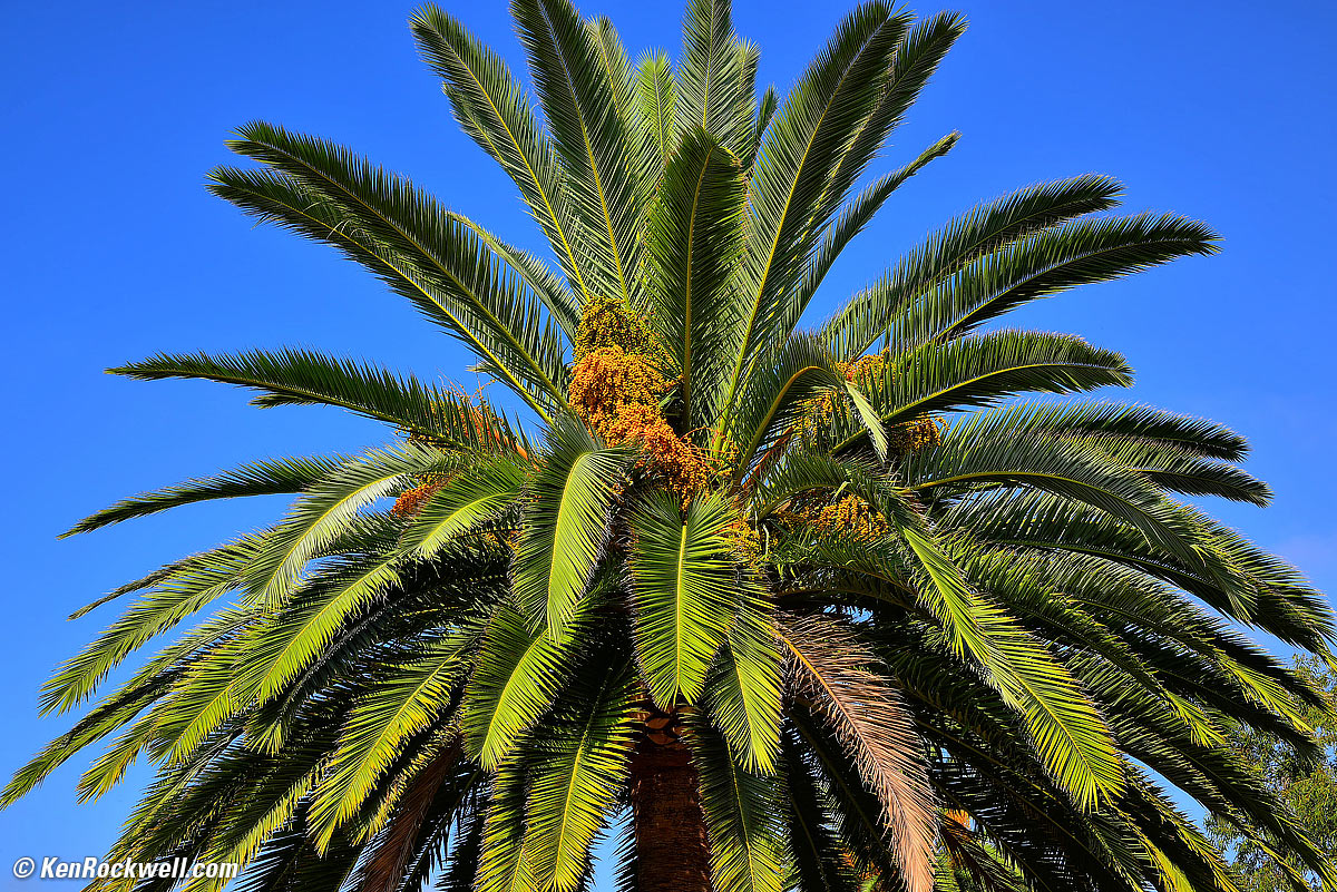 Canary Palm, 31 July 2014 RP