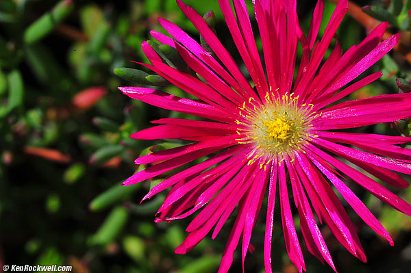 Nikon 105mm f/4