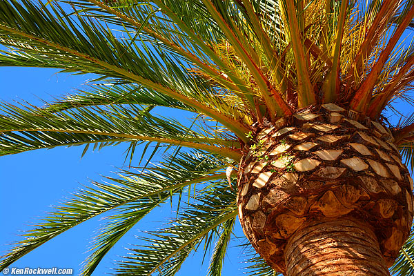 Palm, 10:42AM 23 September 2013