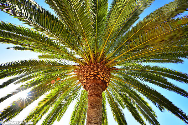 Palm with Sunstar, RP, 10 Feb 2015
