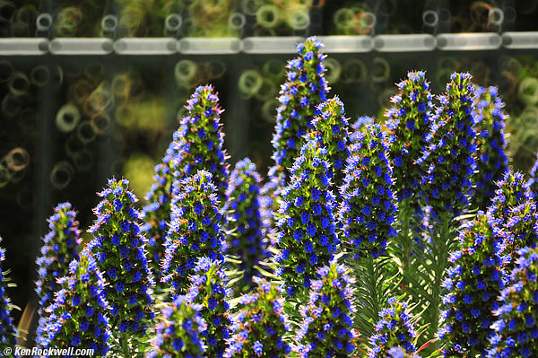 Nikon 500mm reflex bokeh