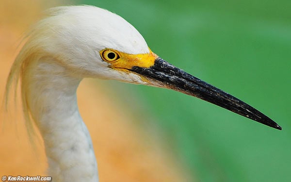 egret