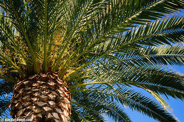 Palm, 19 Jan 2013