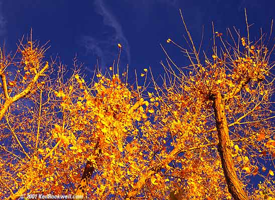 Trees 1