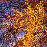 trees 2