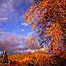 trees 3