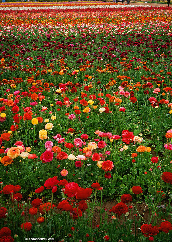 Flower Fields