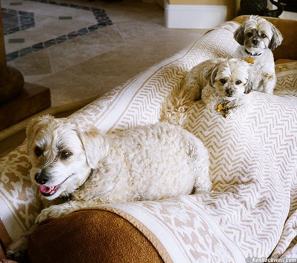 Megan, Molly and Buster